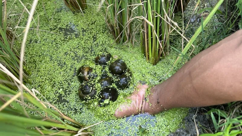 Hệ sinh thái thủy sinh lý tưởng giúp ổn định môi trường nuôi ốc