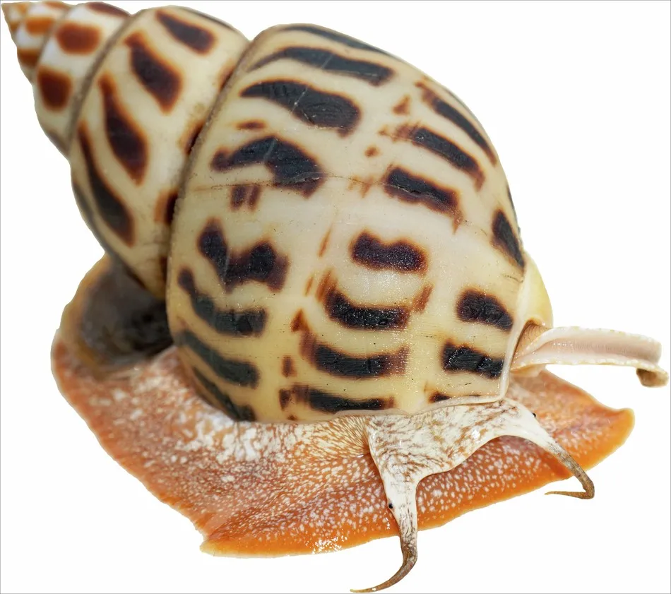 Ốc hương Việt Nam được phân loại kỹ lưỡng về kích cỡ và chất lượng trước khi đóng gói xuất khẩu