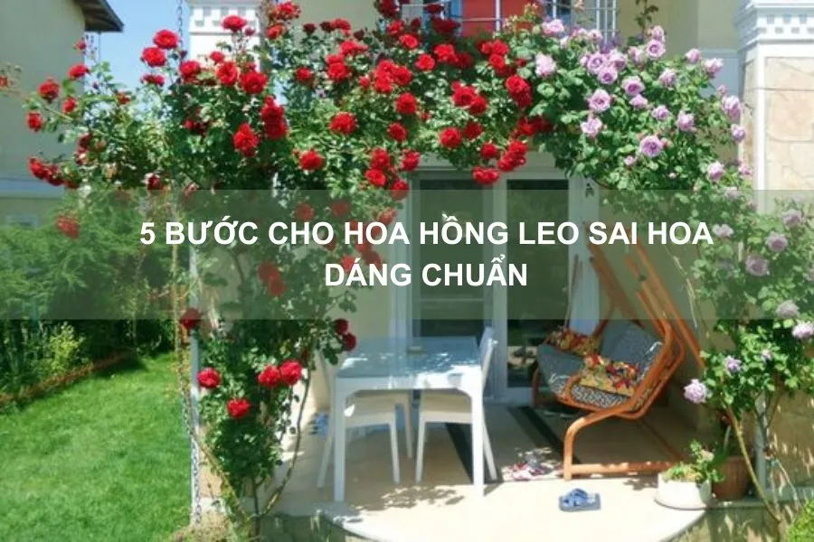 Vine Pinchy hòa quyện vào màu xanh của lá nâng cao tính thẩm mỹ cho khu vườn