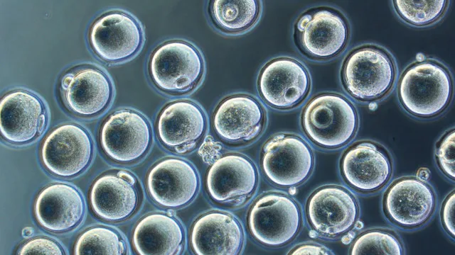 Quá trình tái biệt hóa tế bào gốc thành tế bào trứng dưới kính hiển vi