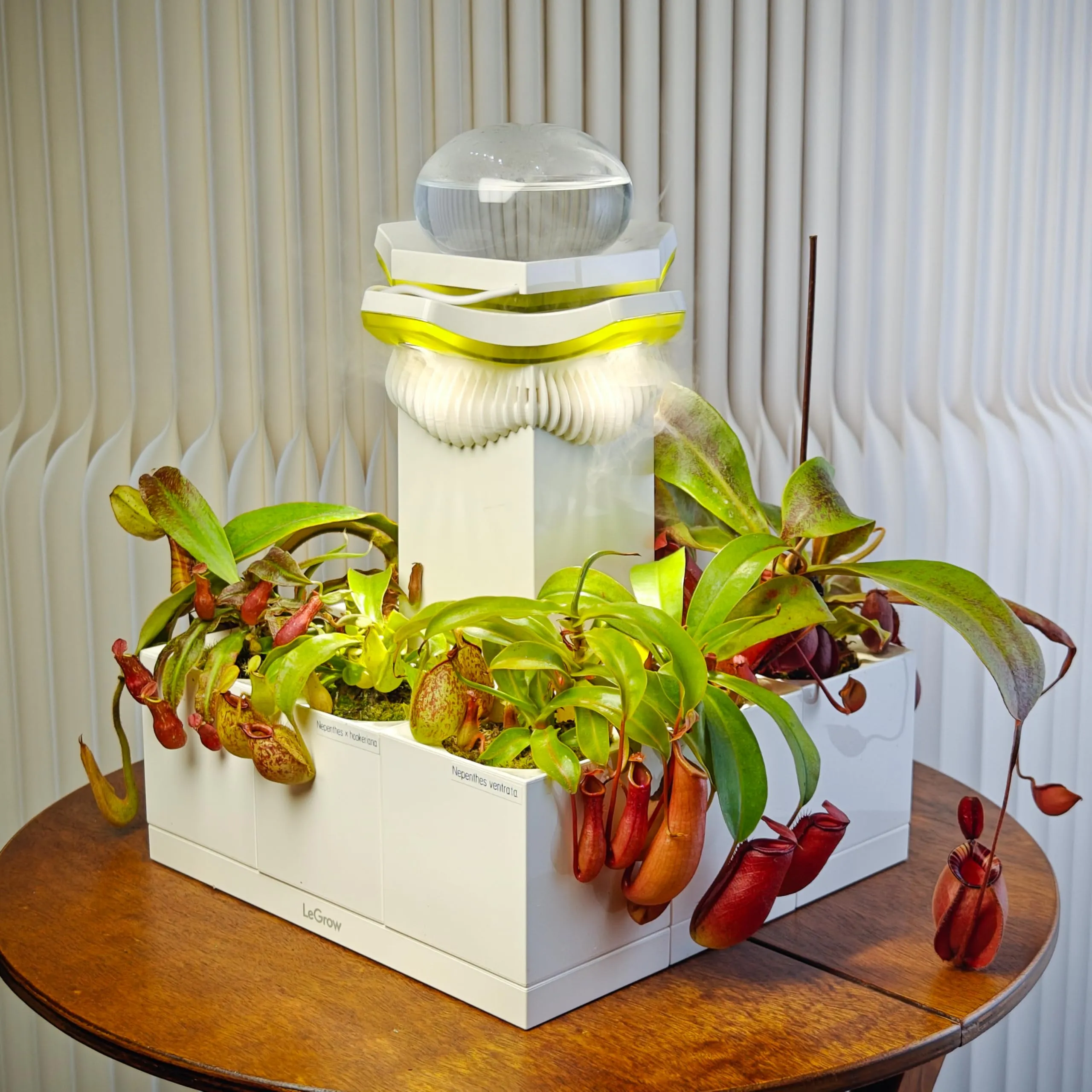 Hệ sinh thái Terrarium Cây Ăn Thịt kết hợp giữa Nepenthes và Ốc Strawberry đầy tính nghệ thuật