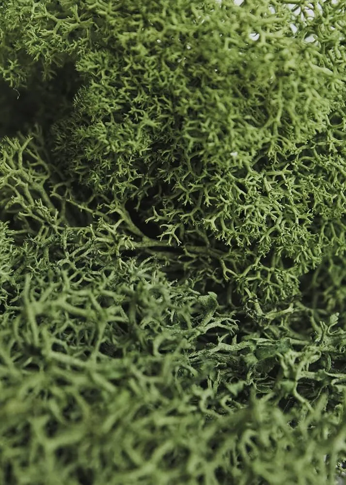 Cận cảnh kết cấu mềm mại và màu sắc chân thực của rêu khô Forest Green