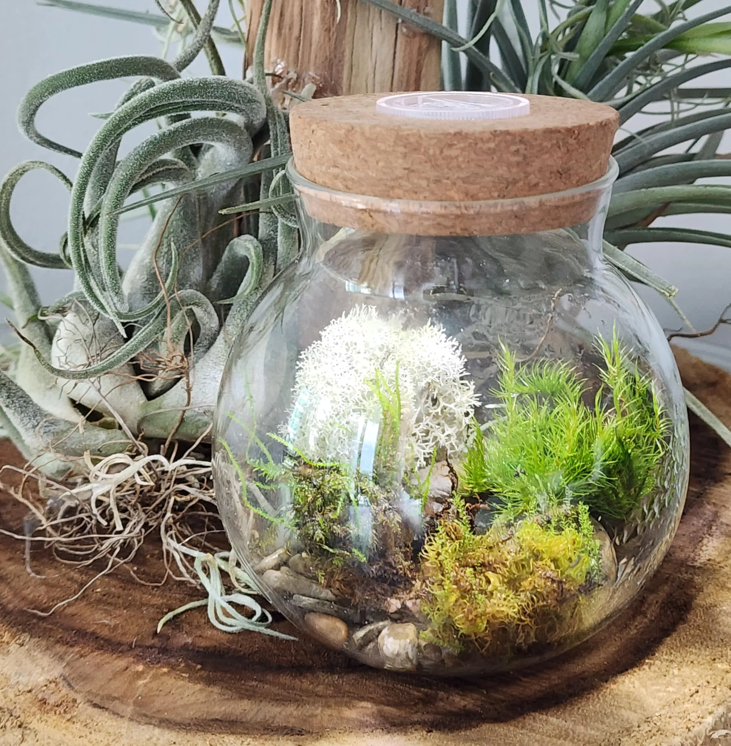 Sự kết hợp hoàn hảo giữa đá Arctic White và rêu xanh trong bình Terrarium sang trọng