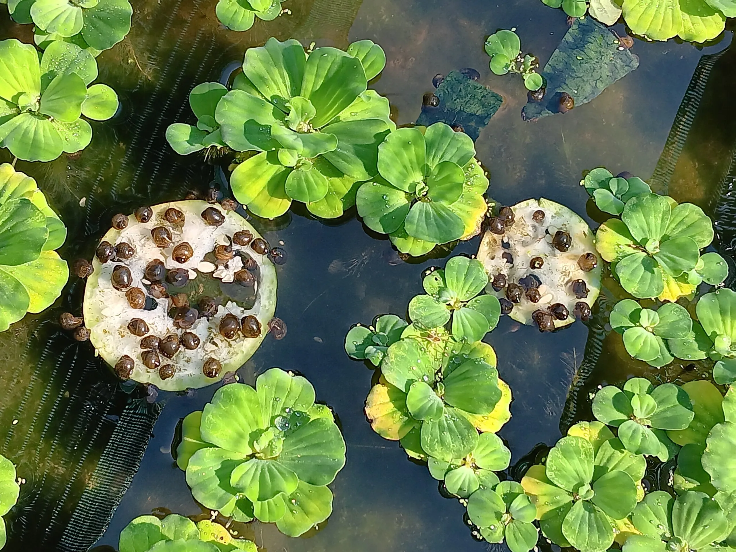 Thiết lập môi trường thủy sinh đa dạng giúp ốc baby có nơi trú ẩn và nguồn thức ăn tự nhiên