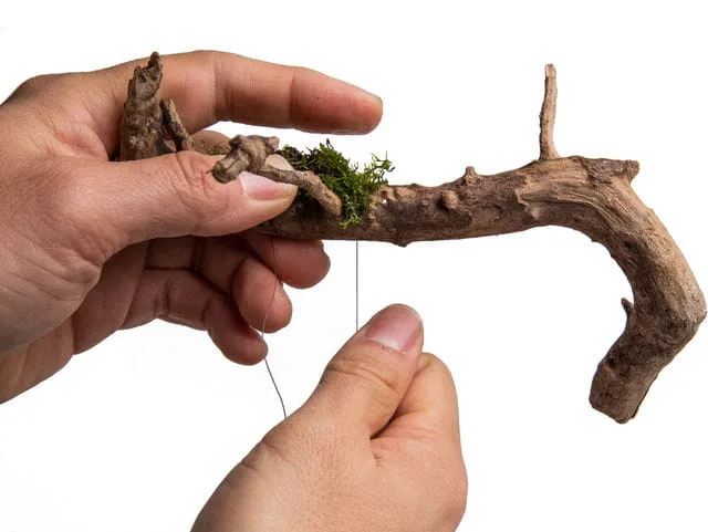 Kỹ thuật cố định rêu khô lên bề mặt lũa trang trí một cách tỉ mỉ