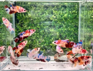 Sự kết hợp hài hòa giữa cá Betta và ốc tạo nên hệ sinh thái sinh động
