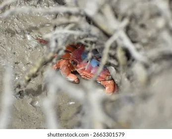 beautiful-young-mangrove-crab-hiding-260nw-2663301579 Môi trường sống tự nhiên của cua Red Claw với nhiều hốc đá và rễ cây