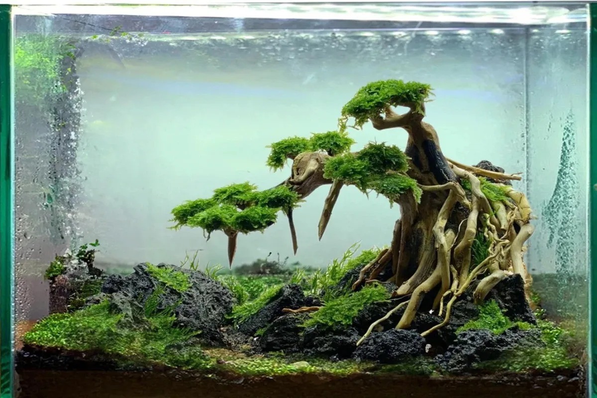 Kỹ thuật cắt tỉa định kỳ giúp duy trì vẻ đẹp và sức khỏe cho cây bonsai