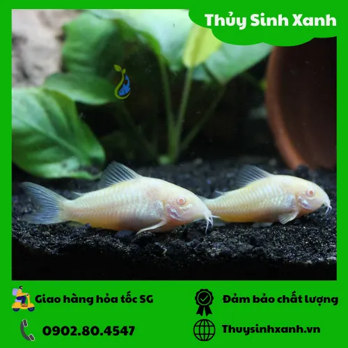 ca-chuot-trang-1 Vẻ đẹp tinh khôi của ốc Albino trắng sữa trong môi trường thủy sinh lý tưởng