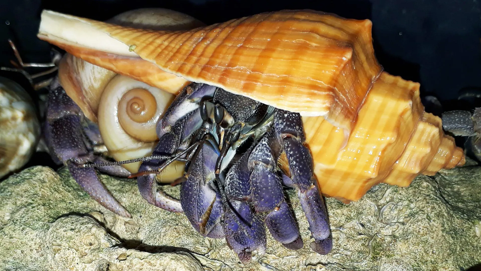 Khả năng leo trèo điêu luyện của ốc mượn hồn thường gây ra những hiểu lầm về khả năng bay lượn của chúng