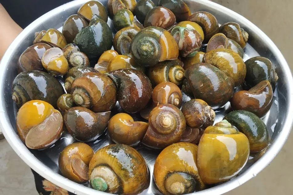 Thành quả ốc thành phẩm đạt chất lượng cao sau 1 năm chăm sóc đúng kỹ thuật