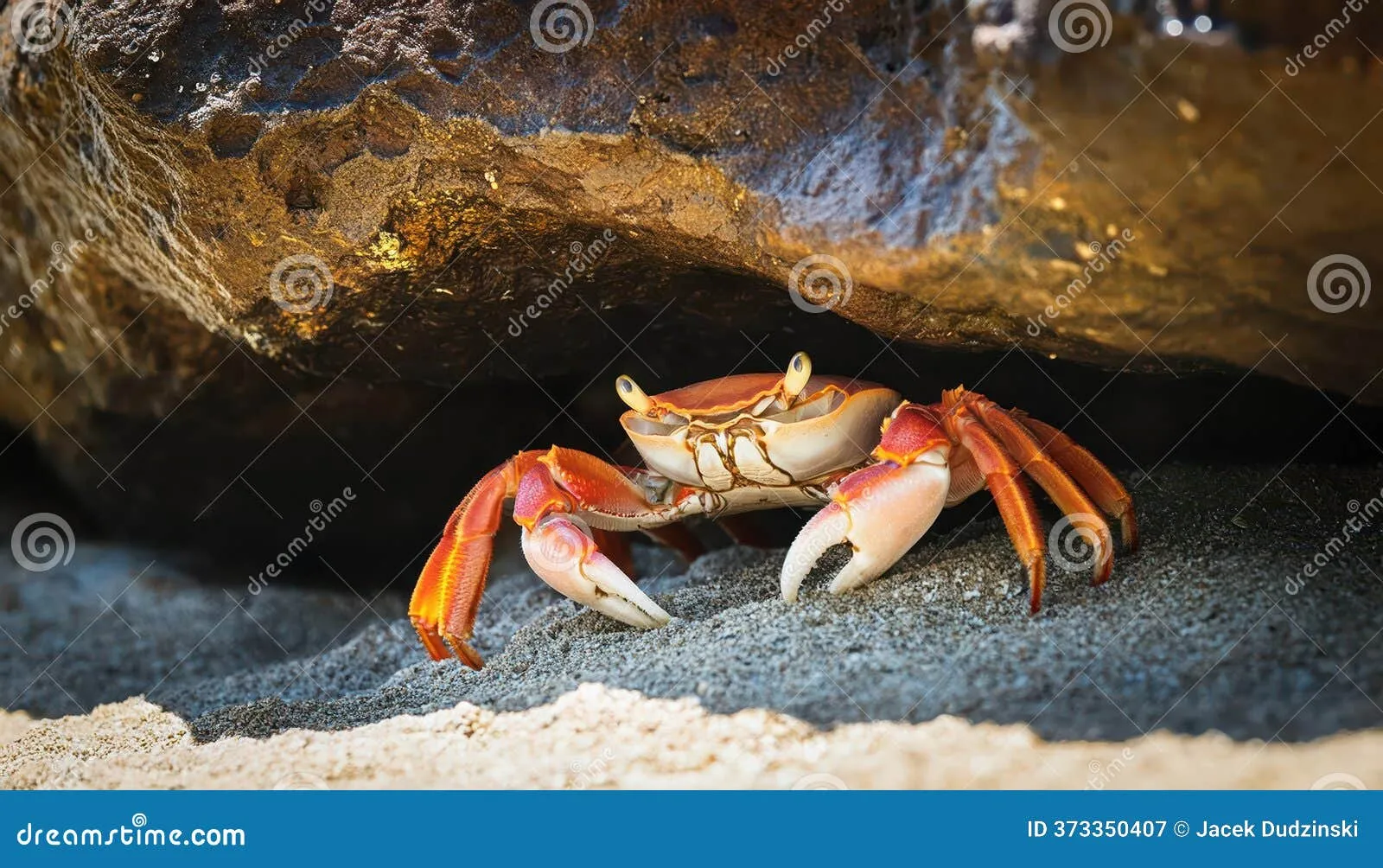 Vỏ cua sau khi lột xác  một giai đoạn quan trọng trong vòng đời của cua mini