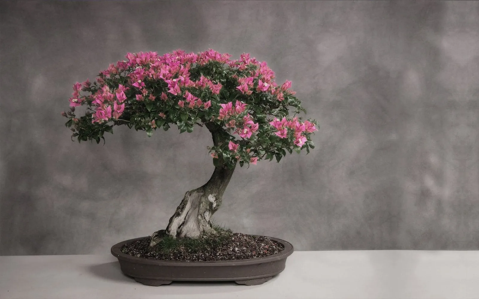 cherry-blossom-bonsai-tree Kỹ thuật phun sương giúp duy trì độ ẩm lý tưởng cho cây Sakura mini