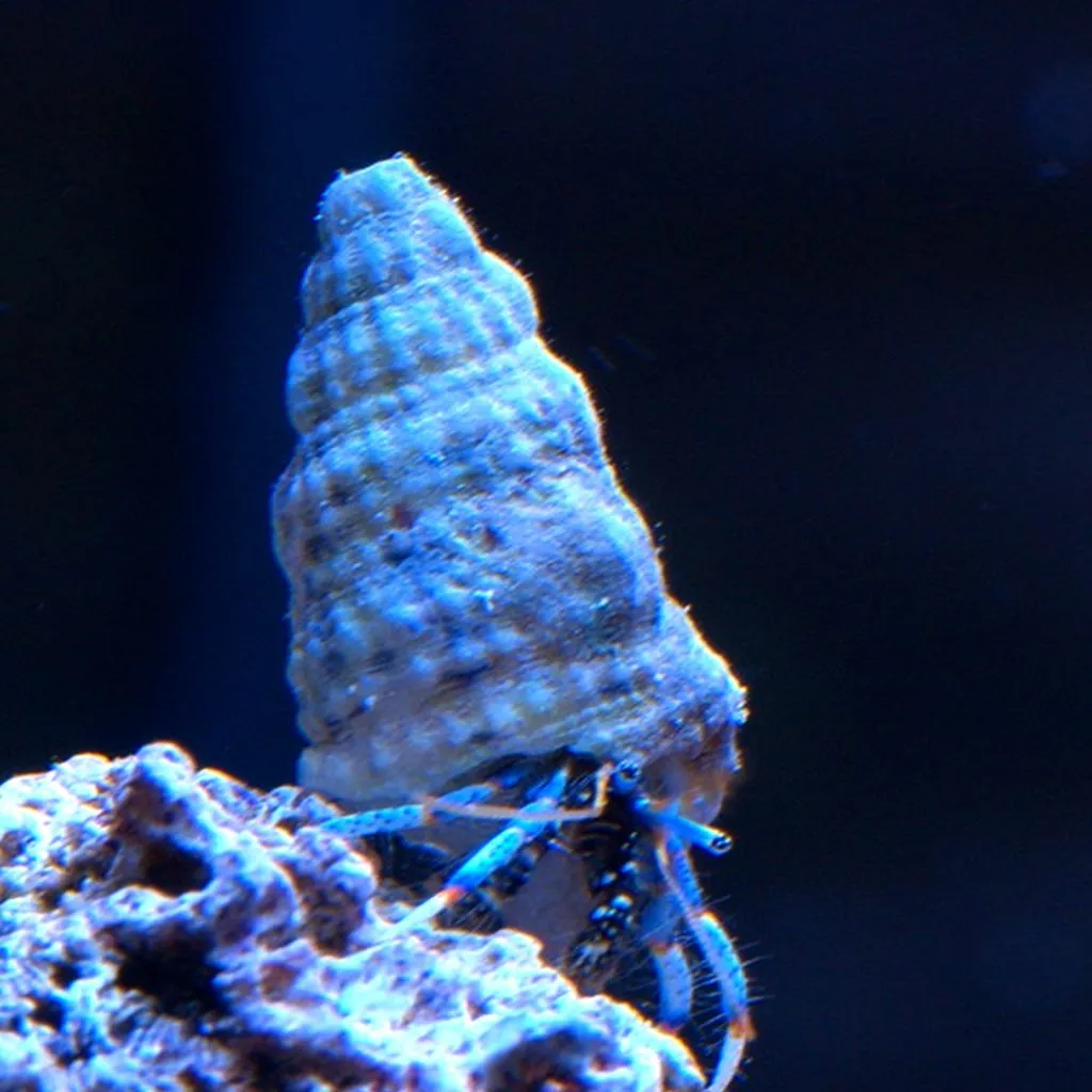 Cua Blue Leg đóng vai trò quan trọng trong việc kiểm soát tảo và vệ sinh bể