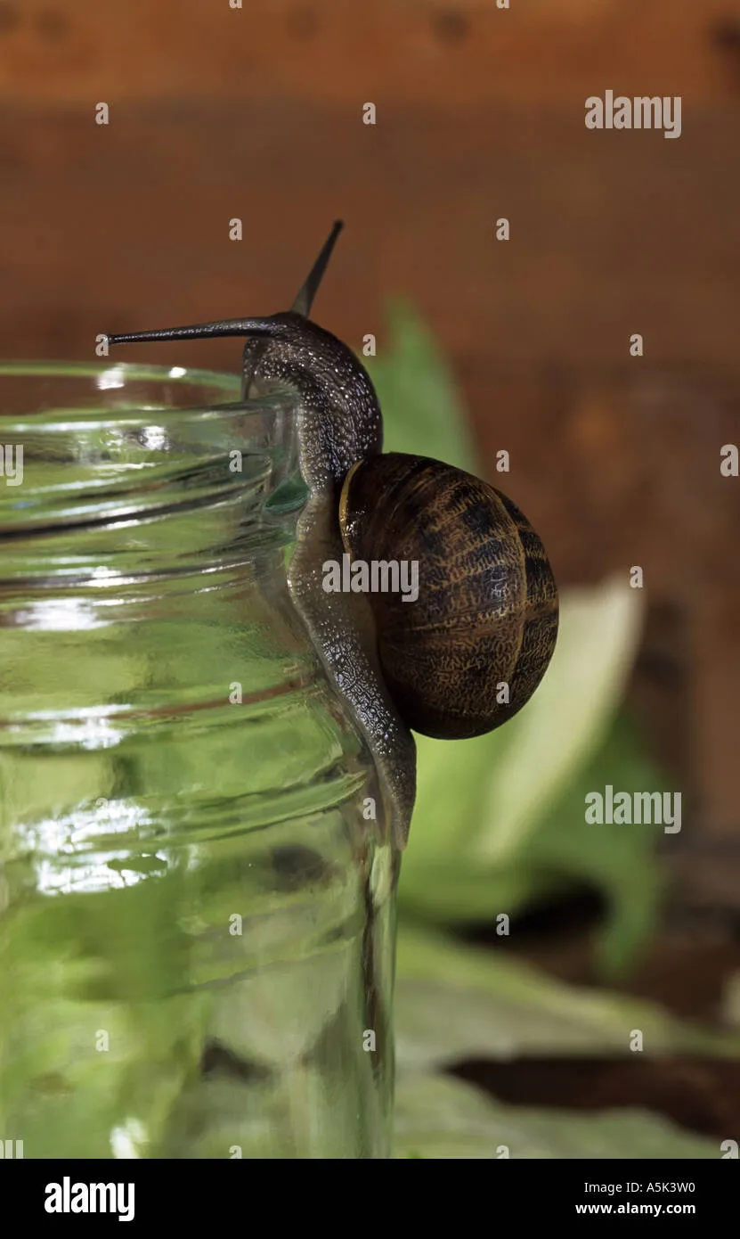 Ốc sên cảm nhận rung động âm nhạc thông qua các cơ quan nhạy bén trên cơ thể