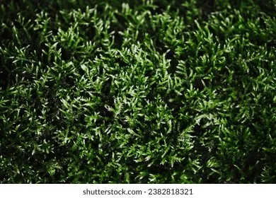 Cận cảnh kết cấu sợi rêu siêu mịn và màu sắc đa tầng của dòng Forest Green cao cấp