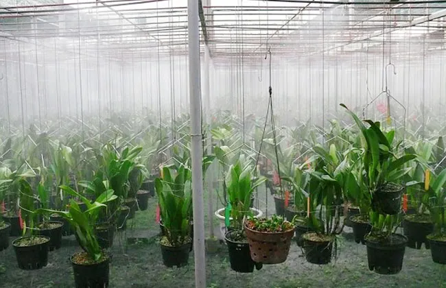 Hệ thống phun sương duy trì độ ẩm lý tưởng cho vườn lan công nghiệp
