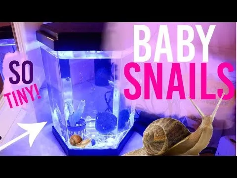 Kỹ thuật cho ăn bằng ống nhỏ giọt giúp kiểm soát lượng thức ăn và giữ sạch môi trường nước