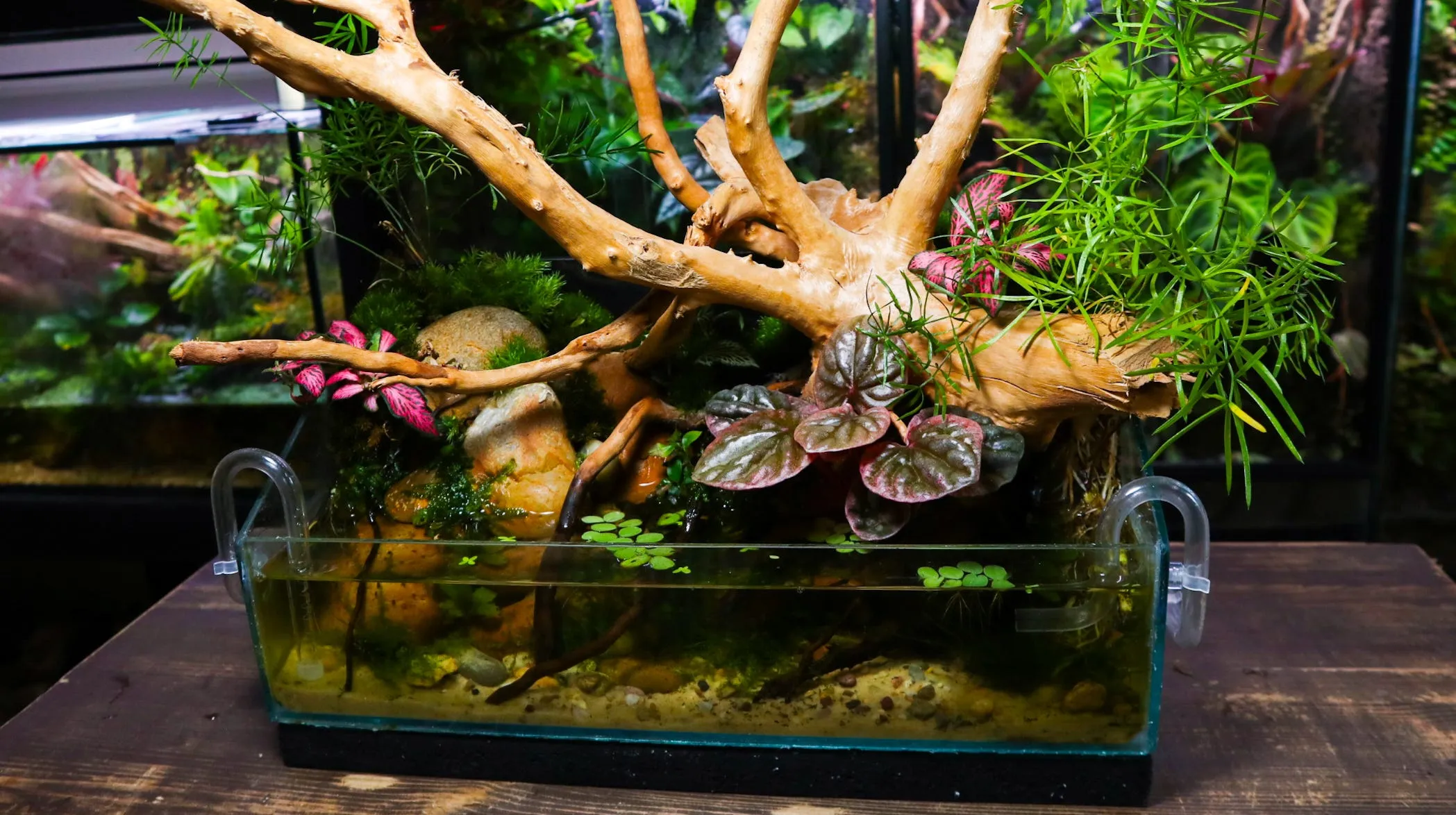Mô hình bể bán cạn Paludarium tiêu chuẩn cho sự kết hợp giữa Cua và Ốc