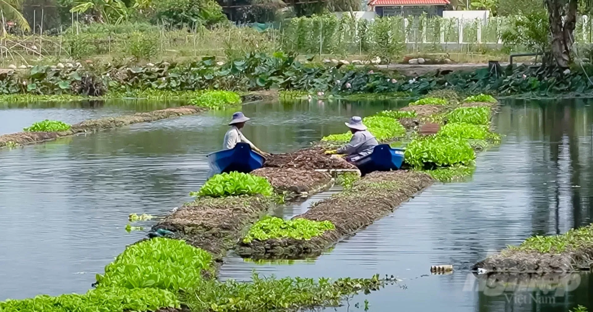 Rau xanh được kiểm soát hoàn toàn dư lượng hóa chất giúp bảo vệ sức khỏe gia đình