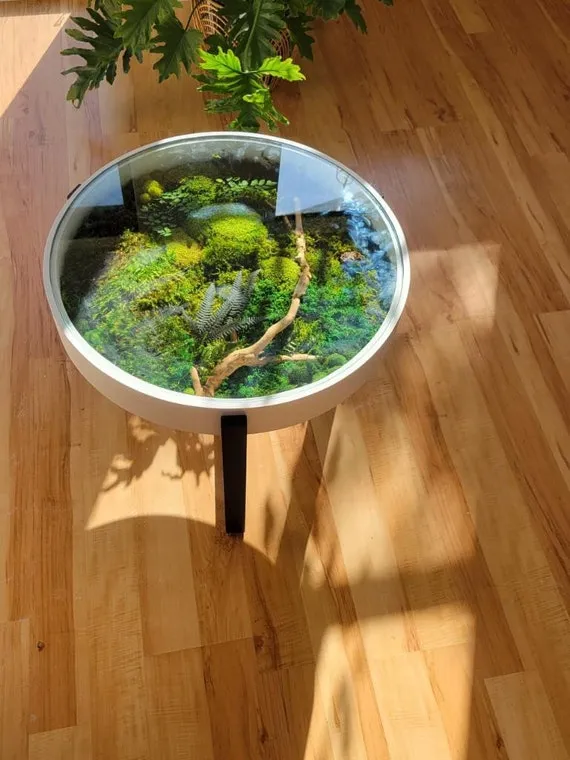 Mẫu Terrarium nghệ thuật thu hút hàng ngàn lượt yêu thích trên mạng xã hội