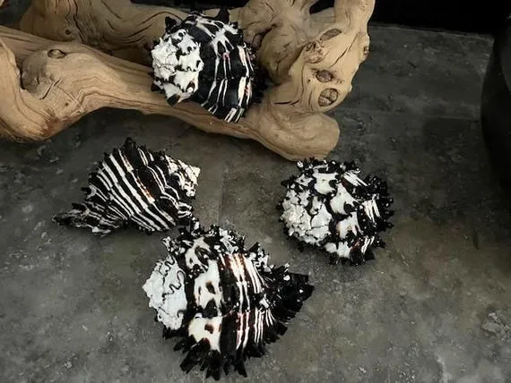 Vẻ đẹp huyền bí của Vỏ Ốc Đen Nhám Midnight Black Halloween trong không gian nghệ thuật