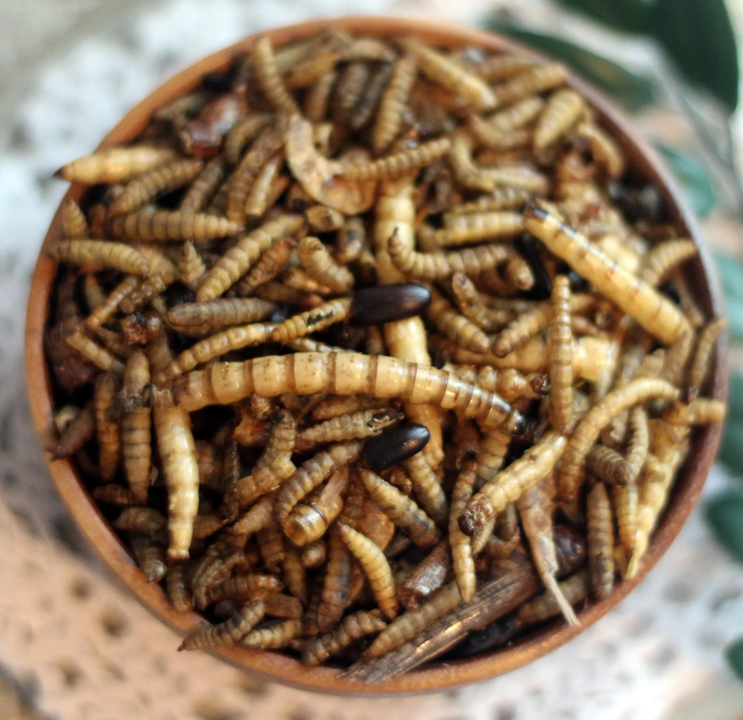 Chế độ ăn giàu canxi và chitin giúp ốc mượn hồn có lớp vỏ cứng cáp kháng bệnh tốt