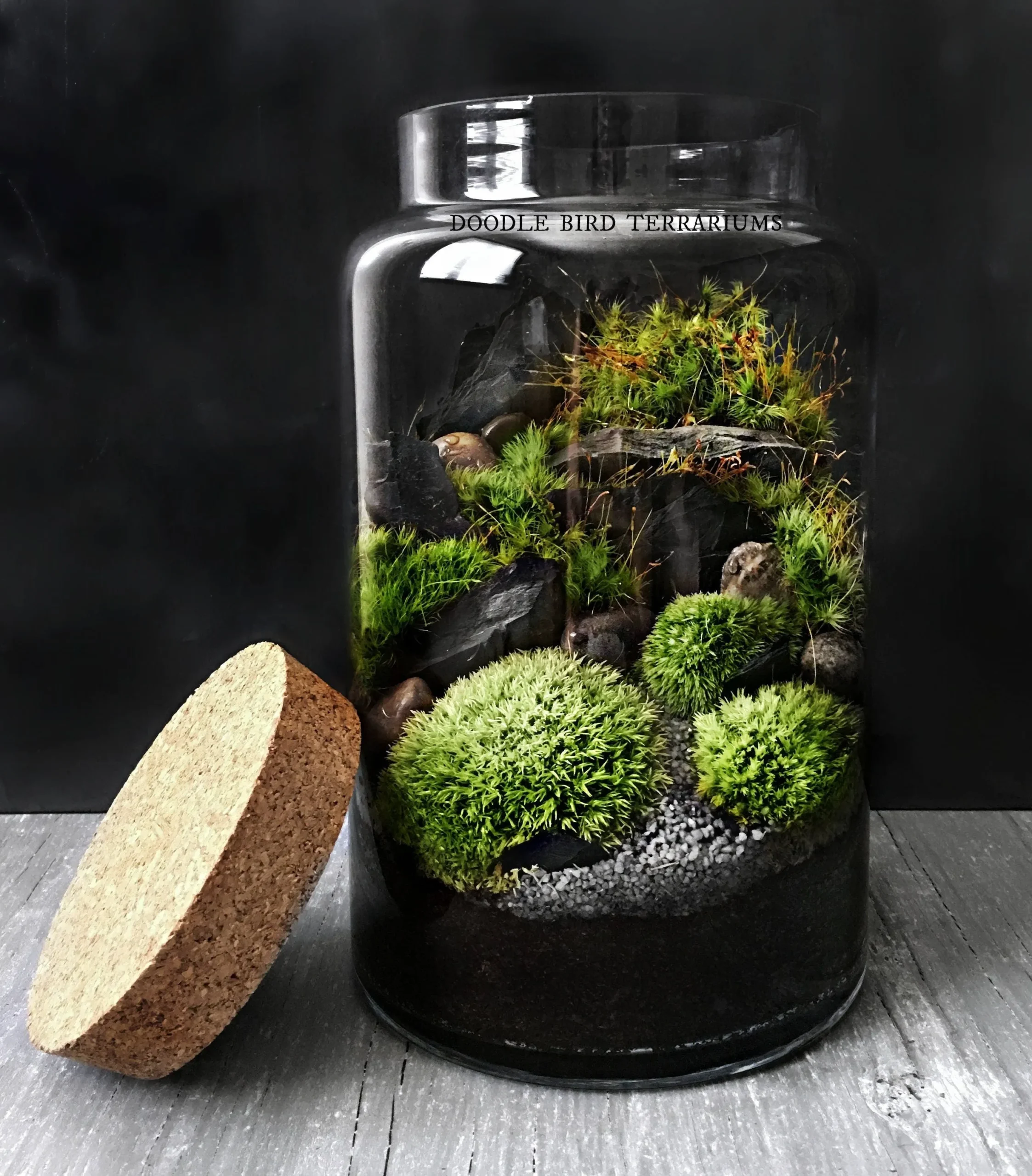 Hệ sinh thái Terrarium xanh mướt là mục tiêu của mọi người chơi