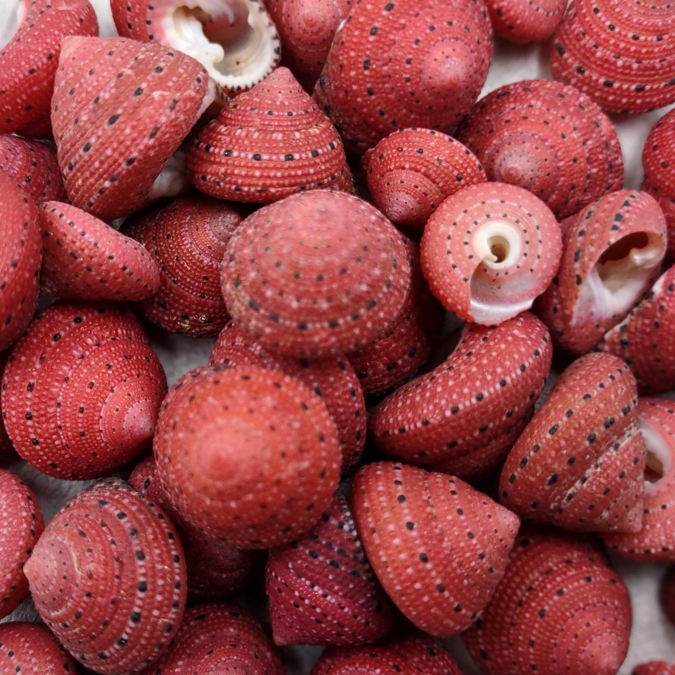 Cấu trúc bề mặt và miệng vỏ ốc Strawberry cực kỳ phù hợp với cơ thể cua ẩn sĩ