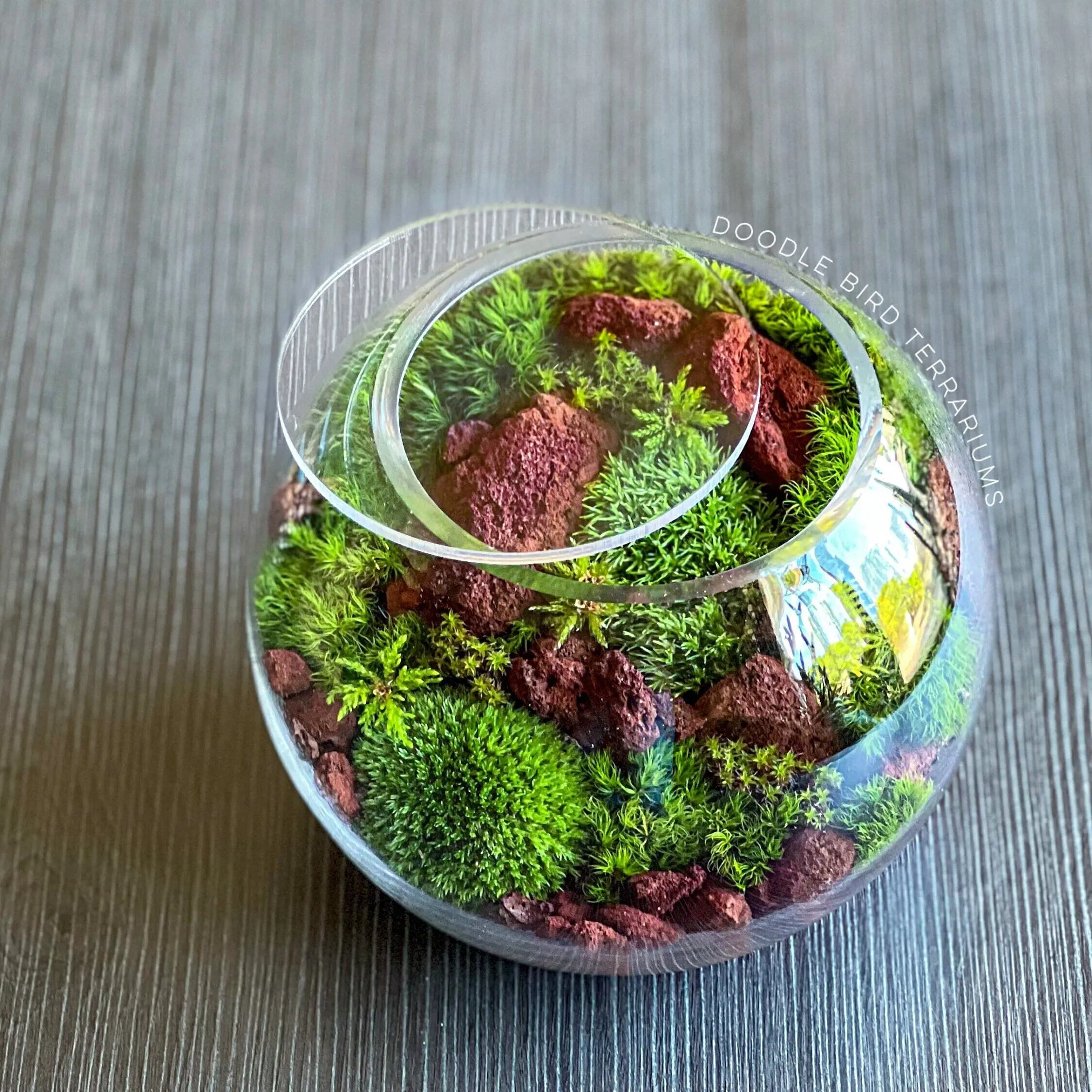 Hệ sinh thái Terrarium 30x30x30 được thiết kế chuyên biệt cho ốc Red Lava