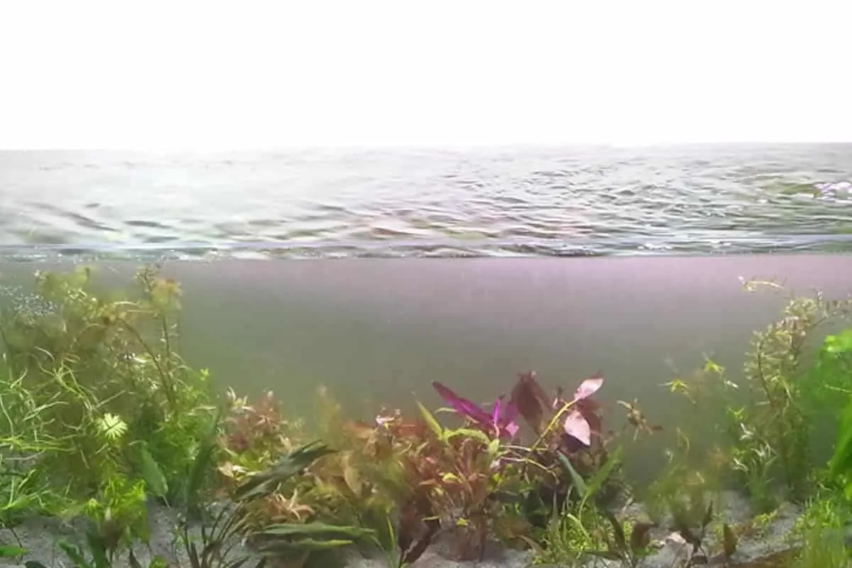 importance-of-surface-agitation-in-aquariums Cơ chế tạo sóng giúp tăng cường trao đổi oxy tối ưu cho sinh vật