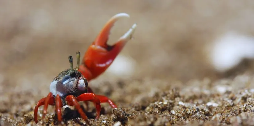 invertebrate-aquarium-fish Cua Fiddler đang thưởng thức thức ăn thể hiện sự năng động khi môi trường sống đạt chuẩn