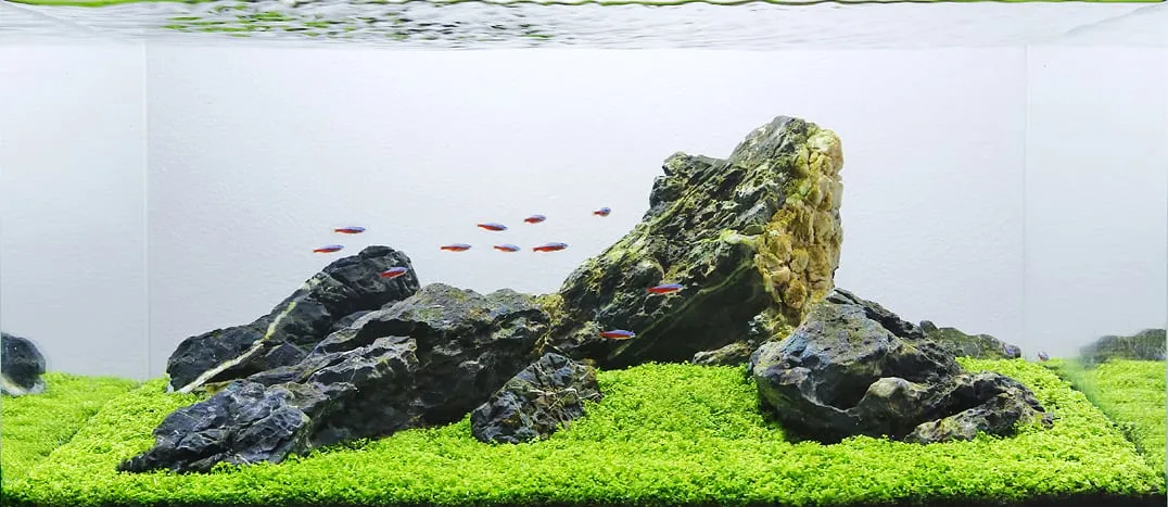 iwagumi-aquascape-2 Phong cách Iwagumi cực kỳ phù hợp để tôn vinh vẻ đẹp của bể Ghost Transparent