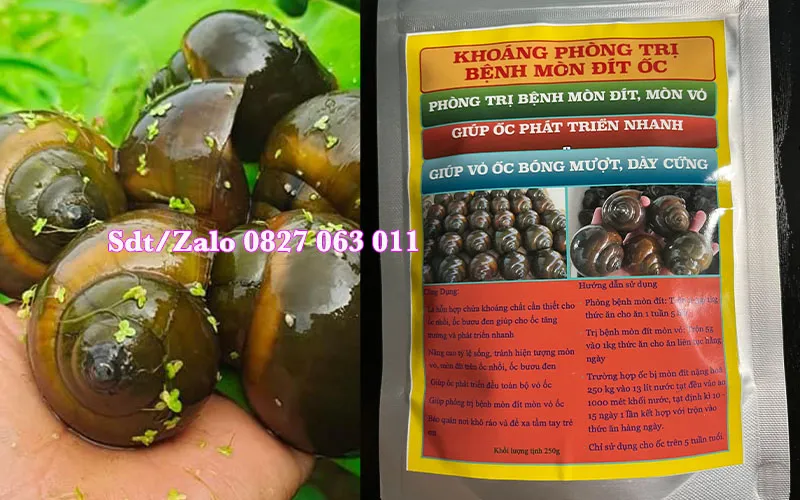 khoc3a1ng20tre1bb8b20mc3b2n20c491c3adt2080020-202 Ốc bươu đen đạt kích thước đồng đều và vỏ bóng mượt nhờ hệ tiêu hóa khỏe mạnh