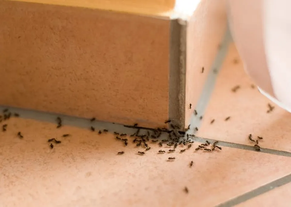 Kiến mang theo nhiều vi khuẩn gây hại khi tiếp xúc trực tiếp với thức ăn
