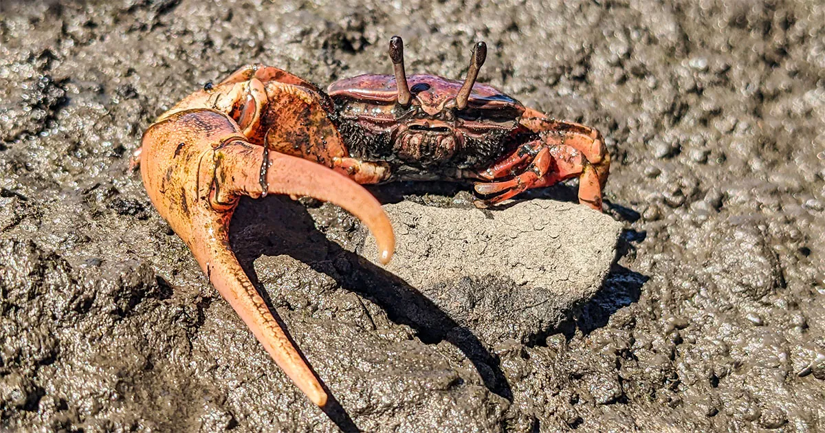 mangrove-crab-social Môi trường rừng ngập mặn tự nhiên nguồn cảm hứng cho thiết kế bể bán cạn