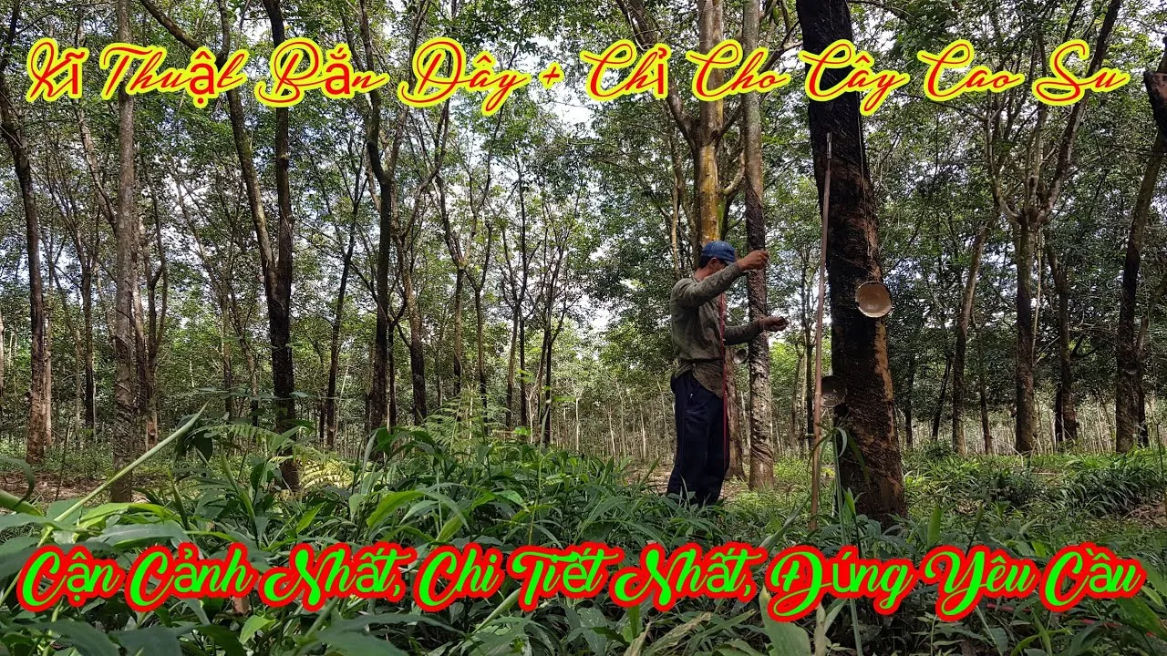 Cơ chế co giãn của Vine Pinchy bảo vệ sự phát triển tự nhiên của thân cây