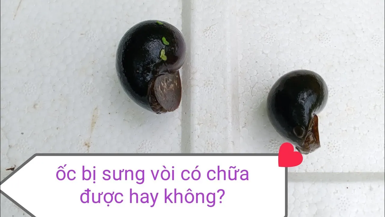 Nhận biết và xử lý sớm các bệnh lý giúp bảo vệ đàn ốc khỏi nguy cơ chết hàng loạt