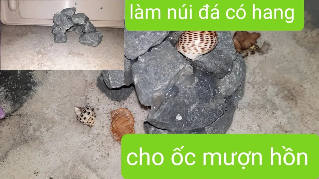 Hành vi leo trèo lên các vách đá cao thường bị hiểu lầm là khả năng bay lượn khi chúng di chuyển giữa các mỏm đá