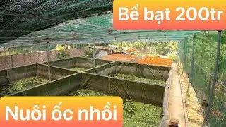 Mô hình nuôi ốc quy mô lớn mang lại hiệu quả kinh tế cao cho nông dân