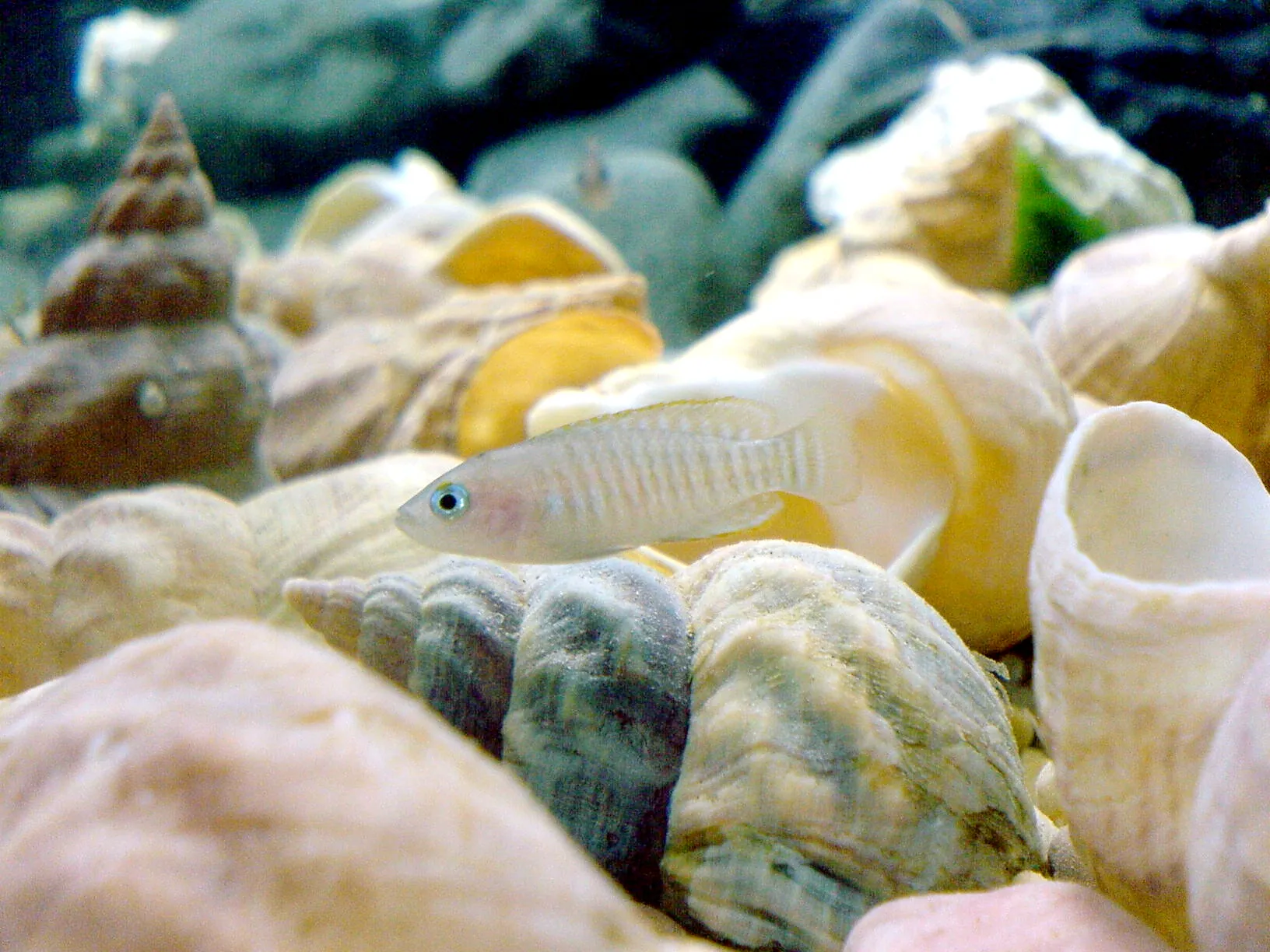 neolamprologus_multifasciatus_3 Tập tính trú ngụ độc đáo của loài cá Rainbow Multi trong vỏ ốc