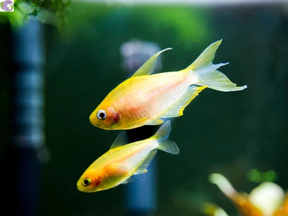 Sản phẩm Golden Emperor Vàng Hoàng Gia mang lại vẻ đẹp sang trọng và hiệu quả sưởi ấm tối ưu