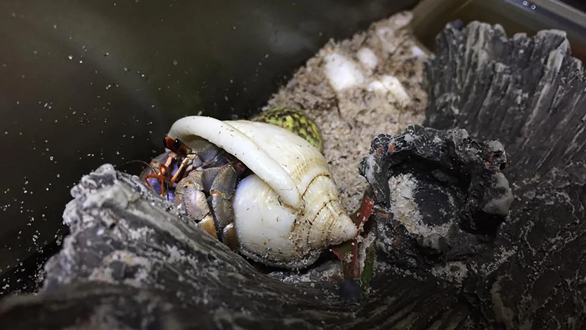 Quan sát hành vi hàng ngày là cách tốt nhất để phát hiện các dấu hiệu bệnh lý ở ốc mượn hồn