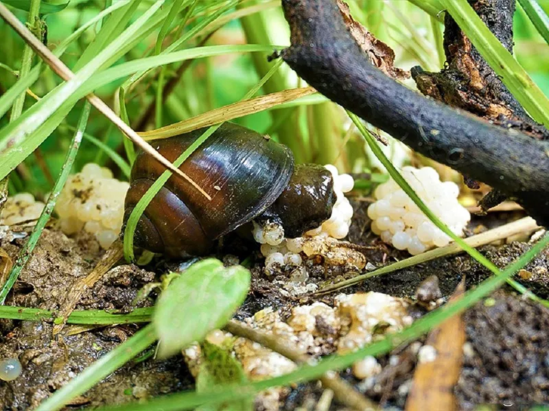 Ốc bươu đen sinh sản tự nhiên trong môi trường ao nuôi