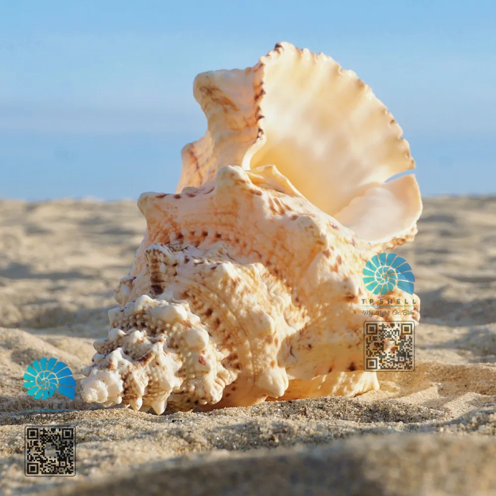 Cấu trúc phức tạp và cứng cáp của vỏ ốc giúp chống lại kẻ thù