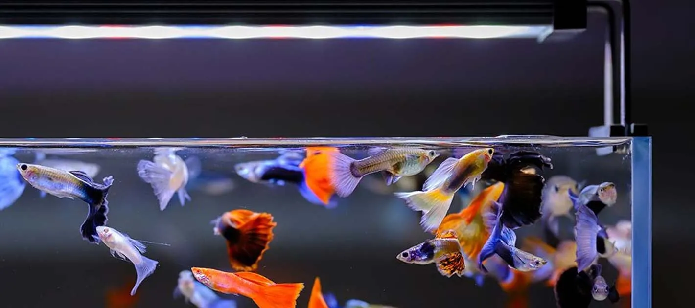 Hệ thống đèn LED chuyên dụng giúp tăng cường độ nét cho video bể ốc