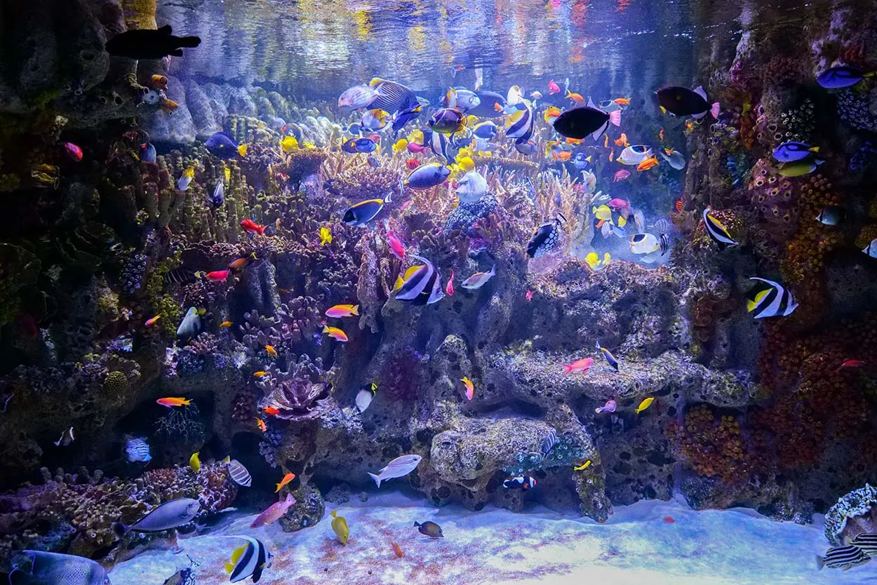 San hô phát triển khỏe mạnh và rực rỡ nhờ luồng nước ổn định từ bơm Ocean Blue