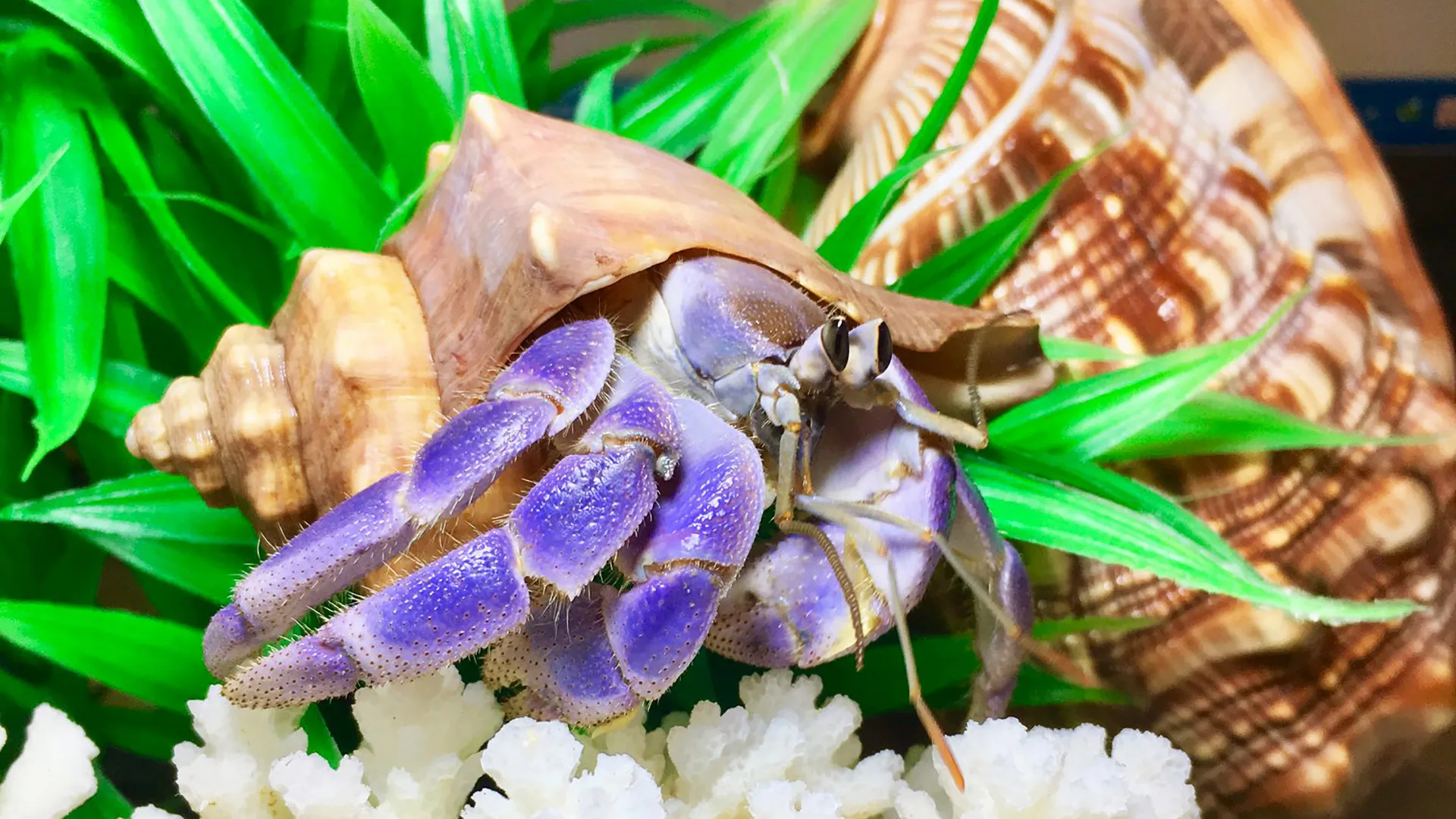 Khi cơ thể phát triển ốc cần tìm một chiếc vỏ rộng rãi hơn để sinh tồn