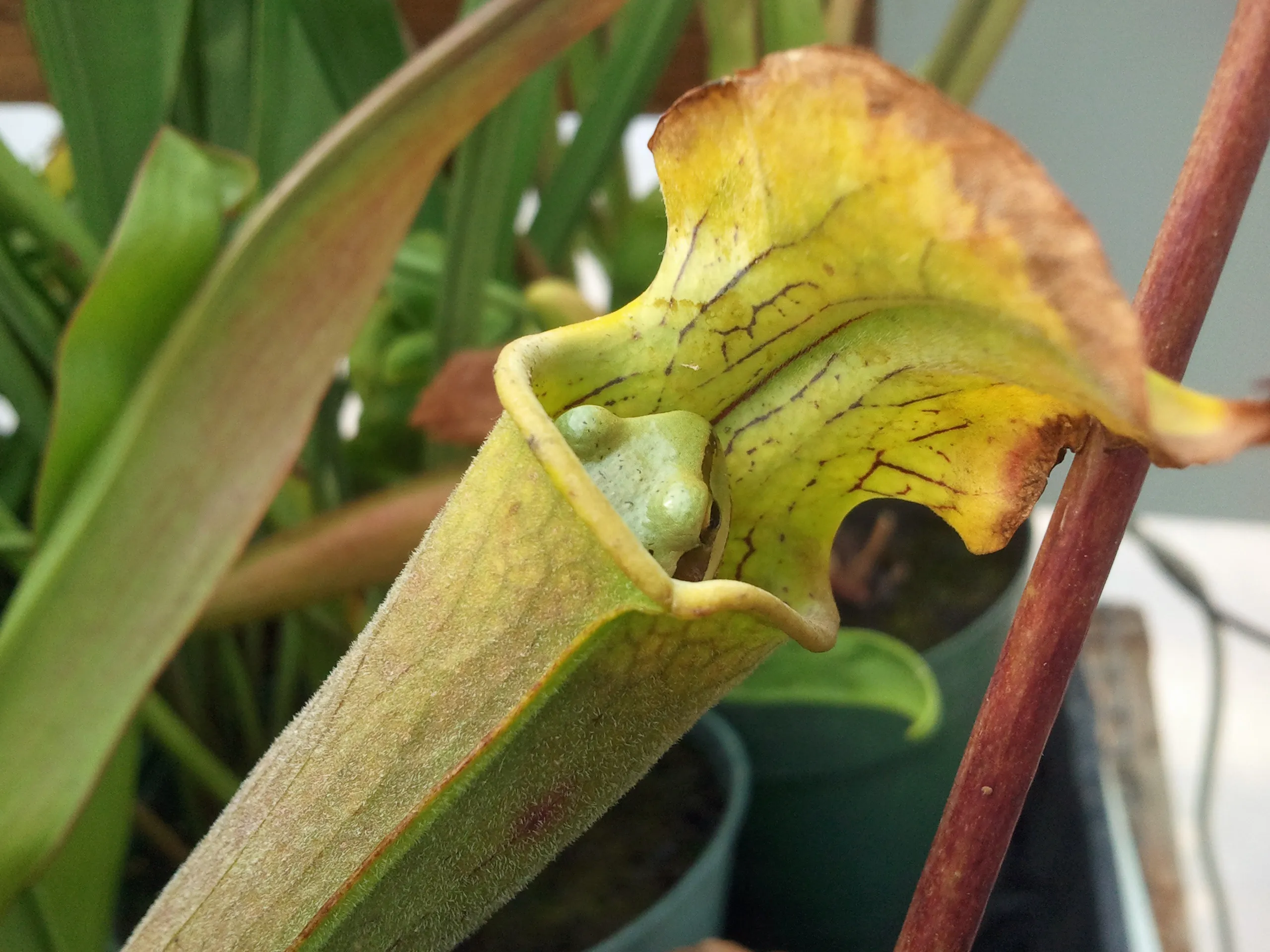 Cung cấp dinh dưỡng tự nhiên giúp Nepenthes phát triển bền vững trong môi trường Terrarium