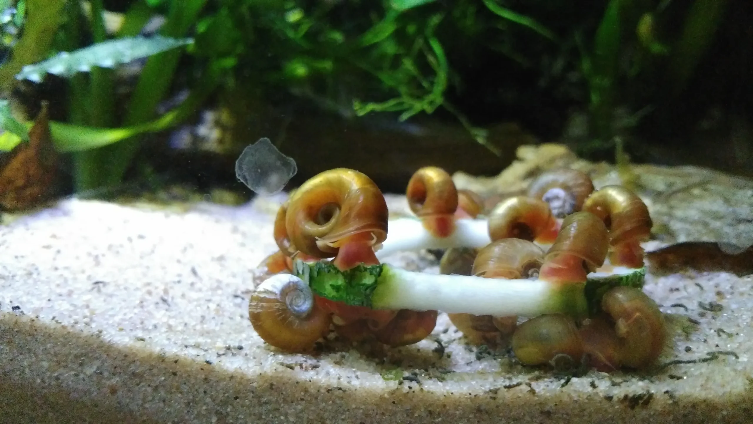 Bổ sung rau củ luộc là cách tốt nhất để cung cấp dinh dưỡng cho ốc cảnh